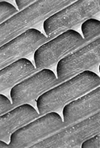 Detail of nondendiculated cuticular spines